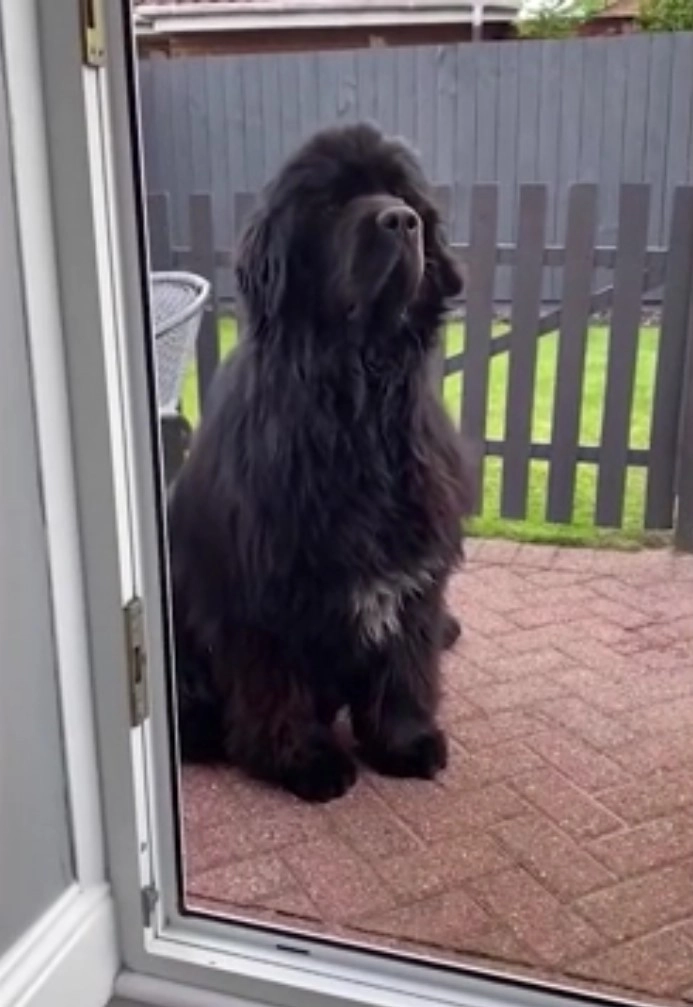 Иногда пес отказывается заходить домой даже из сада