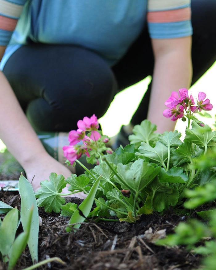 “Соседка выкопала мои прекрасные цветы, растущие около двора, и пересадила их в собственном огороде в паре метрах от моего дома». 