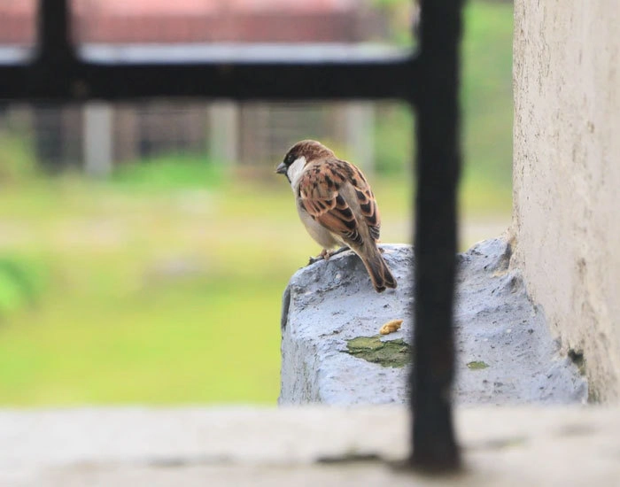 “Пожилая женщина, живущая в квартире выше, однажды оставила мне несколько записок, в которых она обвинила меня в том, что птицы на улице щебечут слишком громко. Может, она думала, что я их подкармливаю, но все равно странно. Больше мы никогда не контактировали”. 