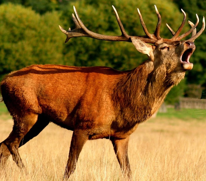 «Мой странный сосед повесил к себя не забор голову мертвого оленя и отказывался снимать ещё четыре месяца». 