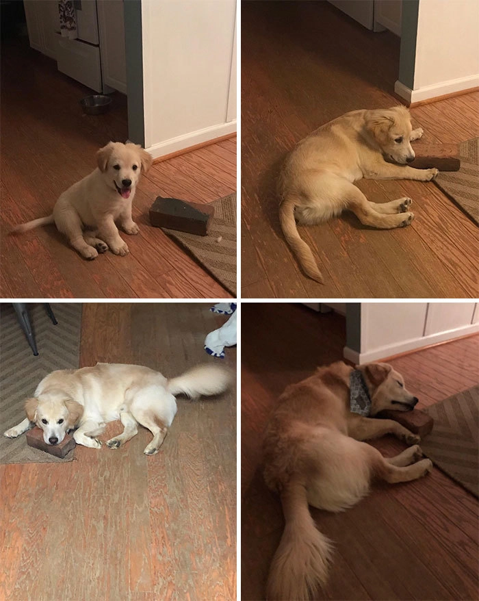 Лучший друг моей собаки - кирпич. Лучший друг моей собаки - кирпич.