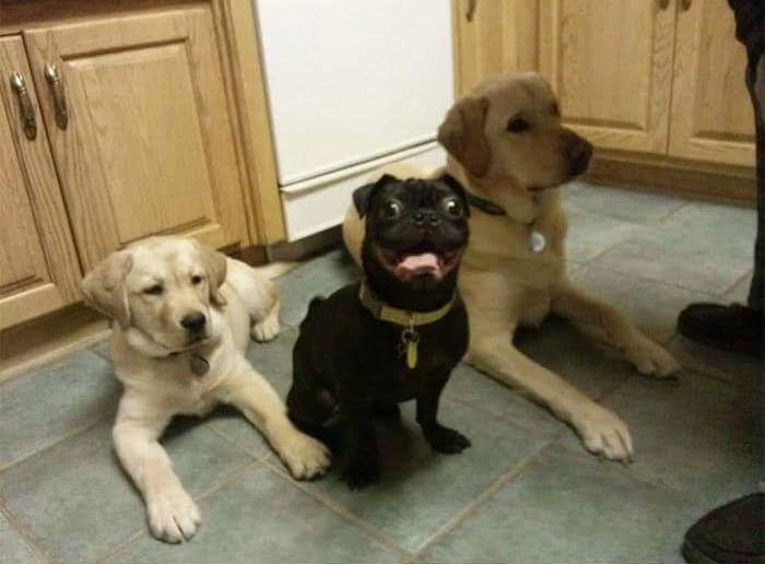 Мои лабрадоры и эмоциональный пес моего друга. Мои лабрадоры и эмоциональный пес моего друга.