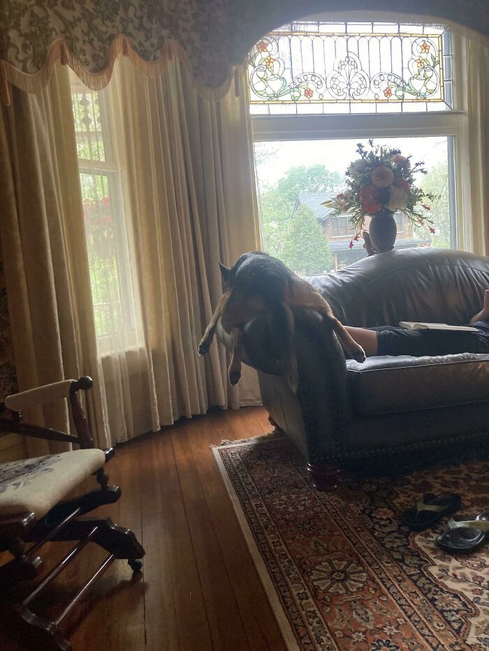 Коротко о том, как мой пес спит на диване. Коротко о том, как мой пес спит на диване.