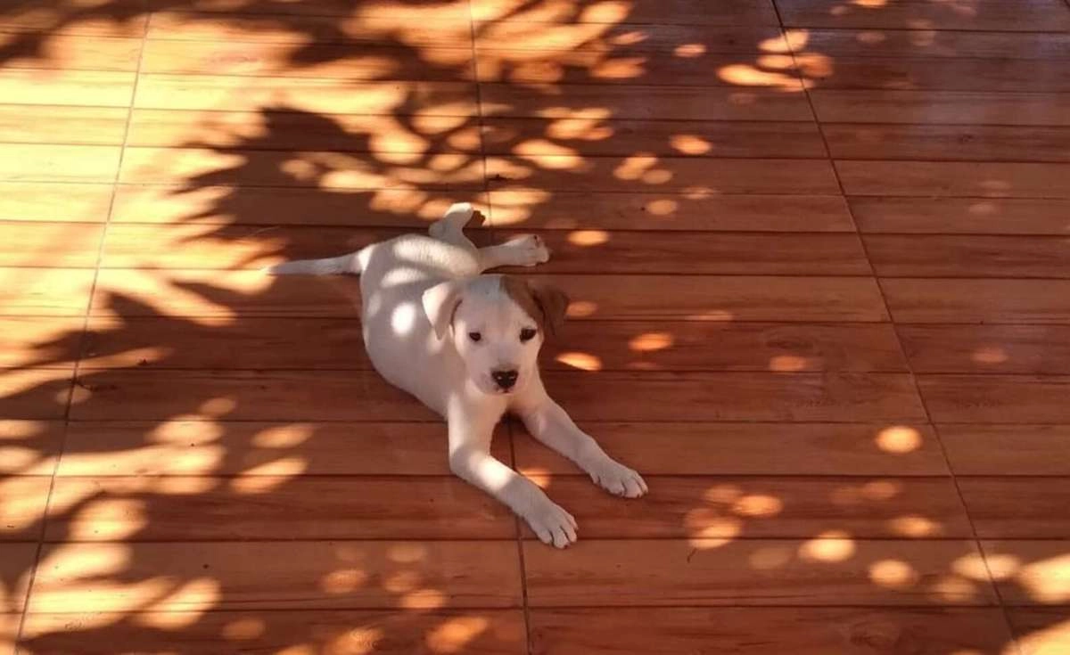 Брошенный щенок нашел идеальную семью