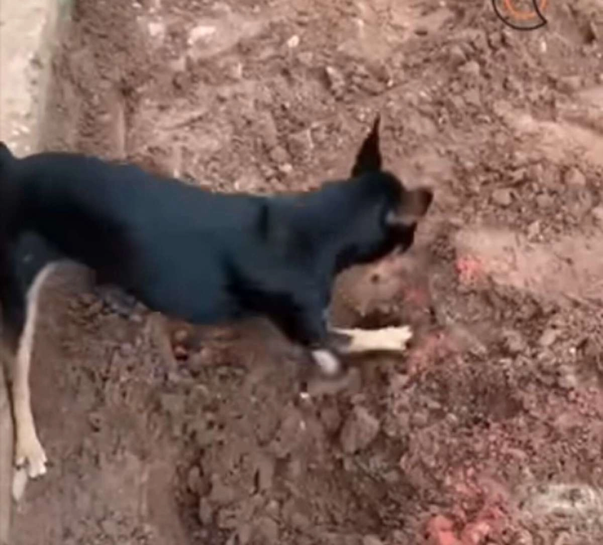 Под землей, раскопанной хвостатым, полицейские обнаружили упаковку наркотических веществ в таблетках Под землей, раскопанной хвостатым, полицейские обнаружили упаковку наркотических веществ в таблетках