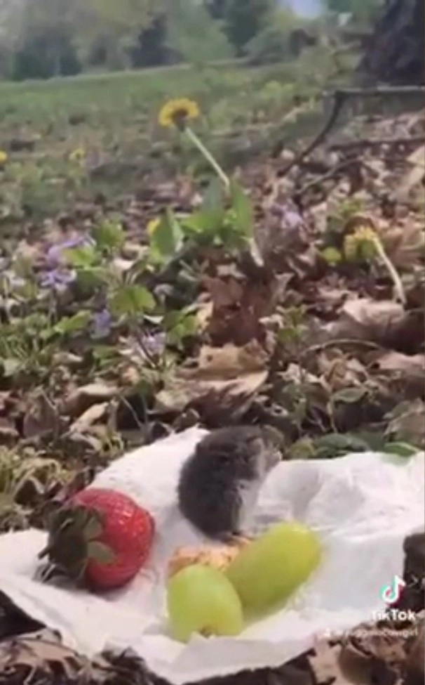 Бриджит устроила для мышонка прощальный пикник Бриджит устроила для мышонка прощальный пикник