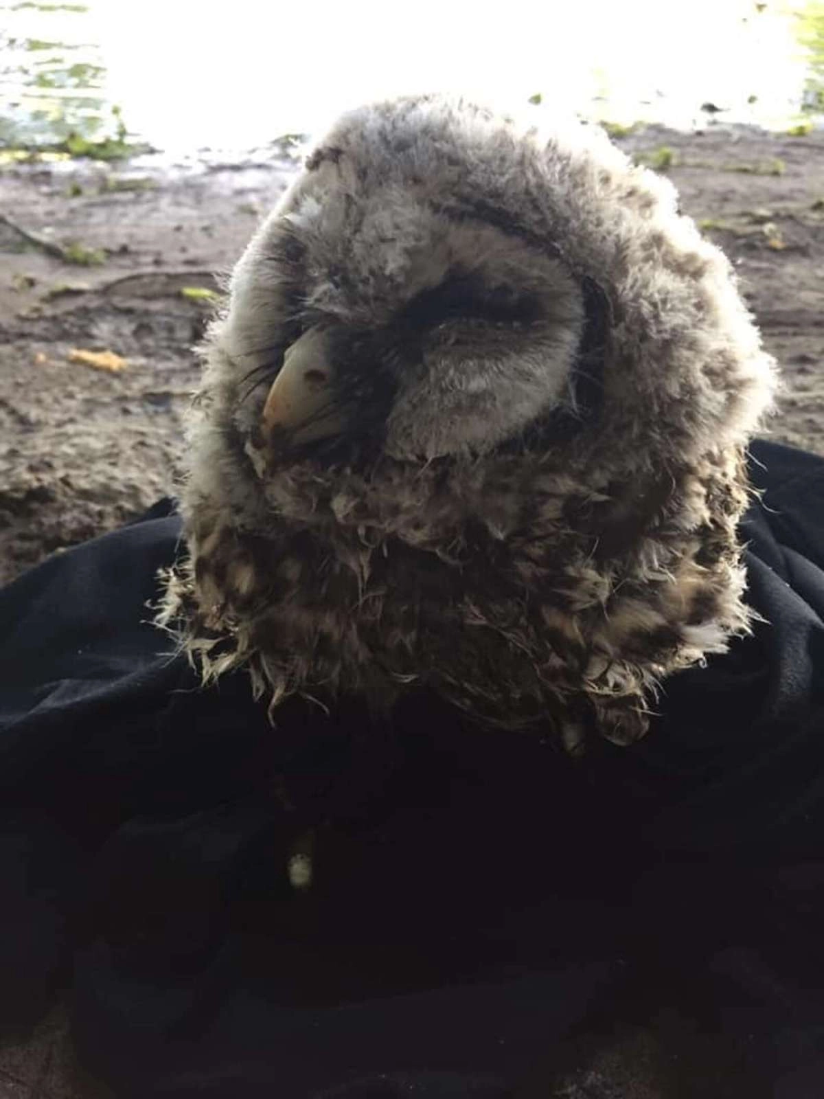 Через пару часов у совы поднялось настроение Через пару часов у совы поднялось настроение