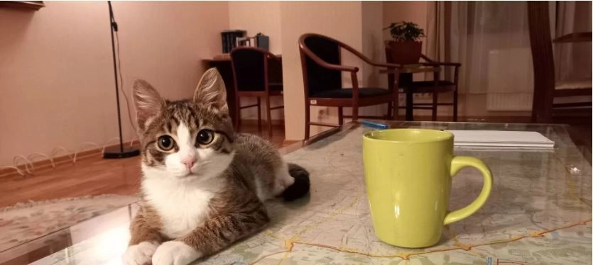 Томо Москвич Томо Москвич