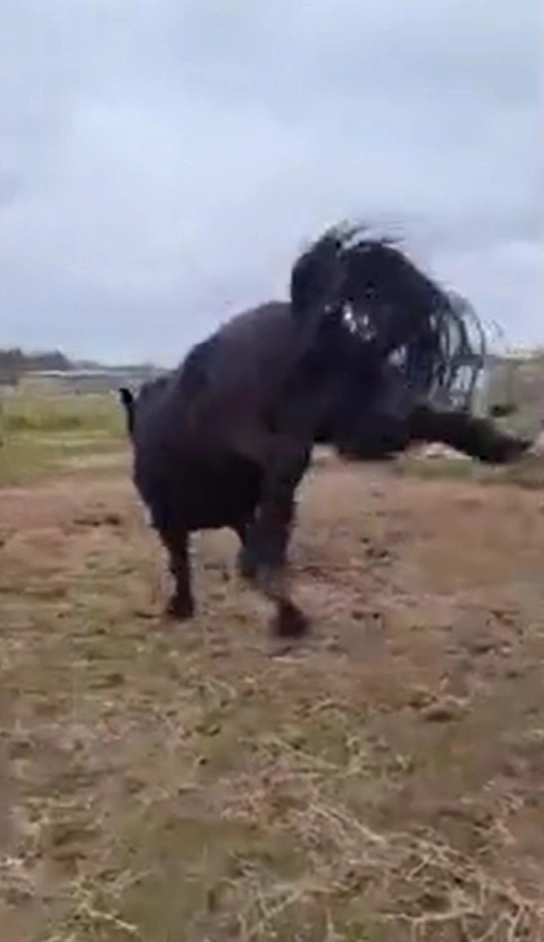 Фредди — очень непослушный и озорной конь