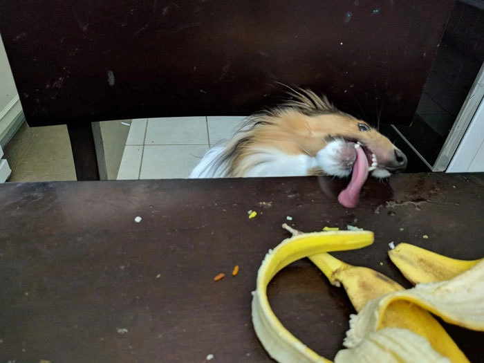 «Моя собака обожает убирать за моей дочерью». Но ей трудно дотянуться до стола» «Моя собака обожает убирать за моей дочерью». Но ей трудно дотянуться до стола»