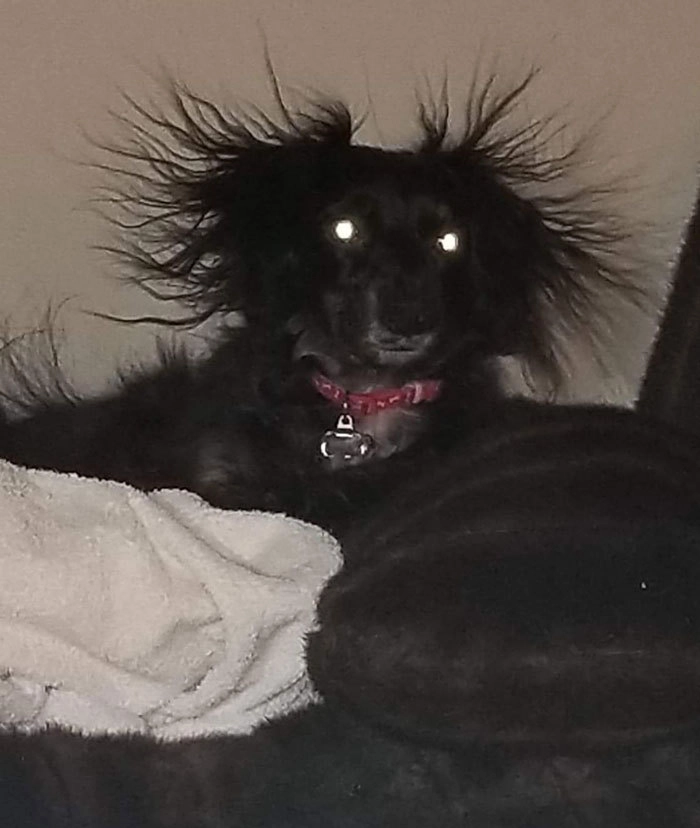 «Это Джаспер. Сегодня у него плохая прическа» «Это Джаспер. Сегодня у него плохая прическа»