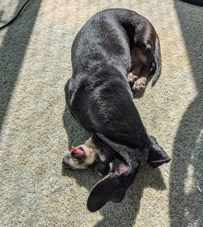 «Любимая поза для сна» «Любимая поза для сна»