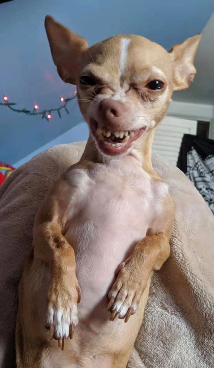 «Моя милашка» «Моя милашка»