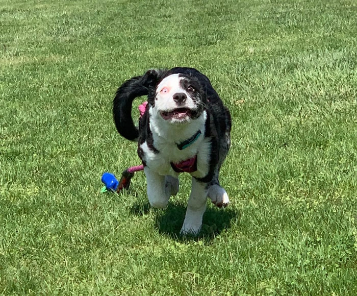 «Уии, папа пришел!» «Уии, папа пришел!»