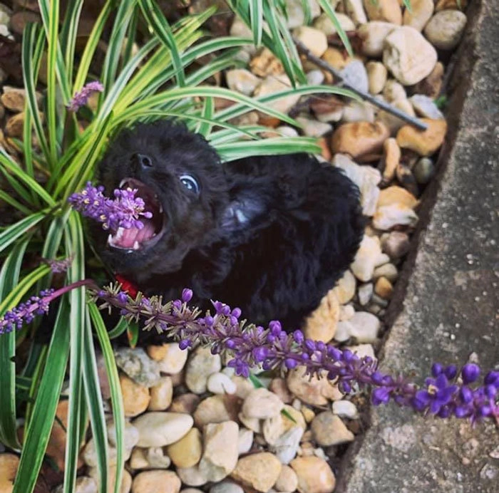 «Ням!» «Ням!»