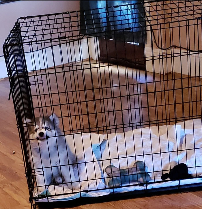 «Смоук не любит эту клетку» «Смоук не любит эту клетку»