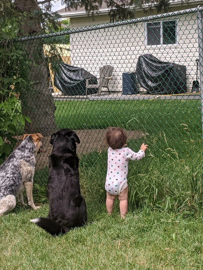 “Сосед частенько балует собак вкусняшками, а недавно он угостил и мою дочь. Все терпеливо ждут”. 