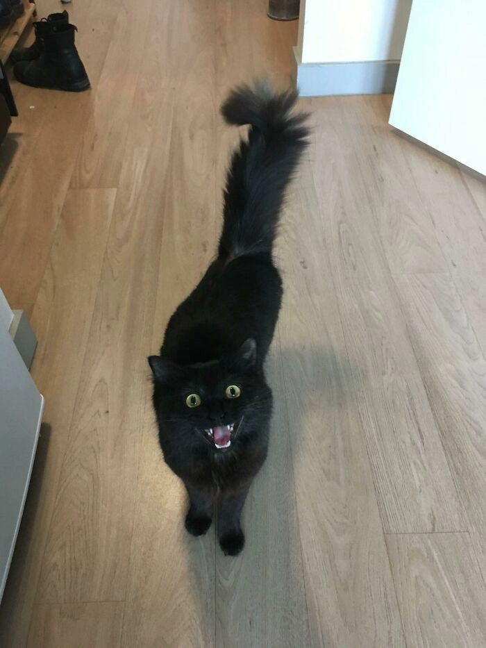 «Кричит, чтобы я дал ей корм» «Кричит, чтобы я дал ей корм»