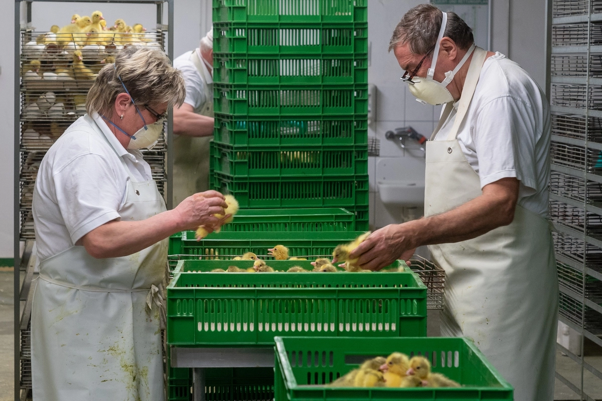 Сортировка цыплят