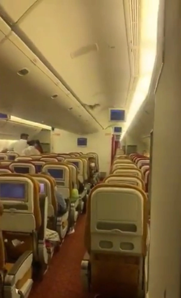 На борту оказалась летучая мышь На борту оказалась летучая мышь