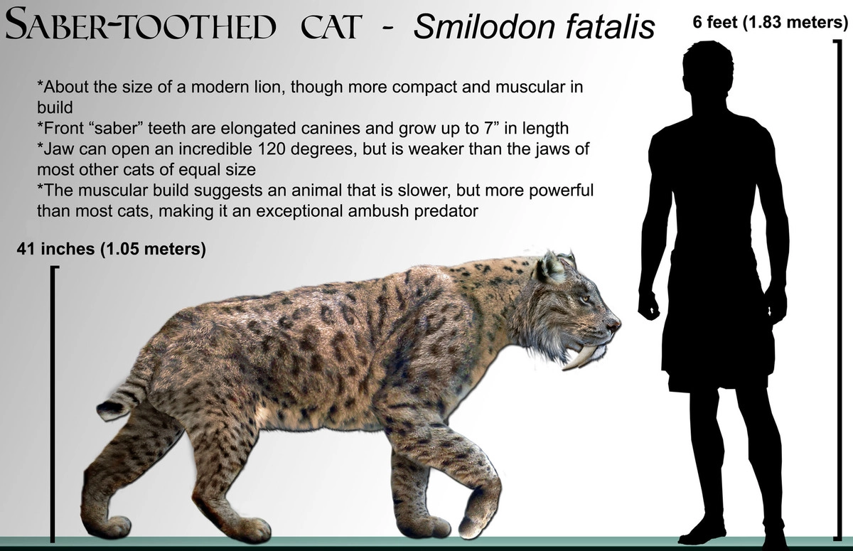 Сравнение пропорций Smilodon fatalis и современного человека.