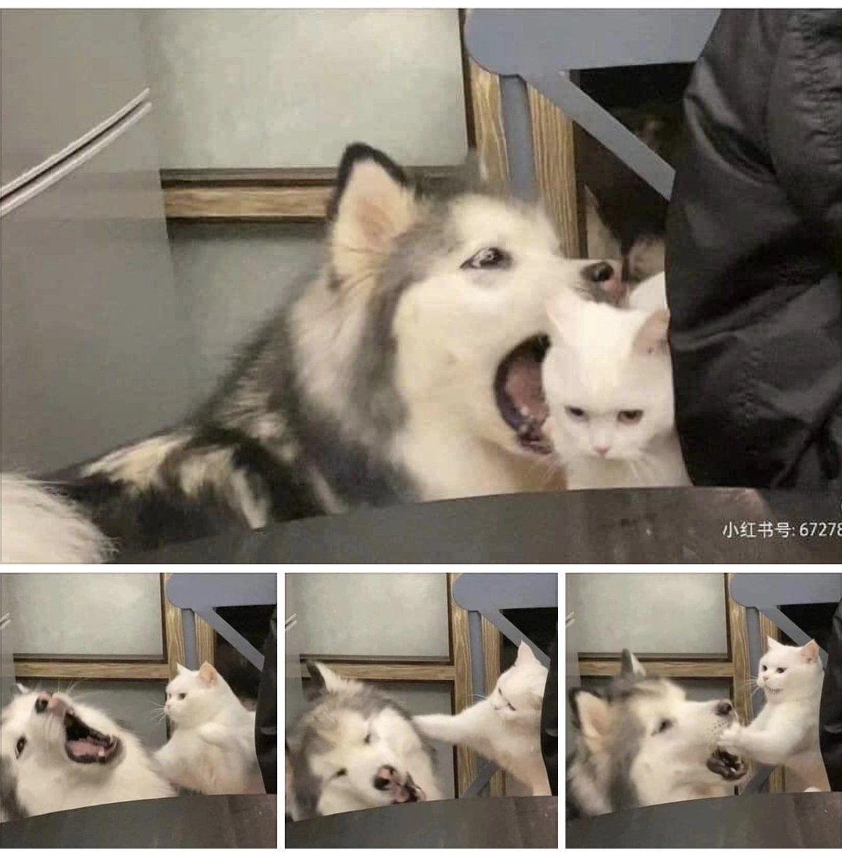 Неудавшийся кусь Неудавшийся кусь