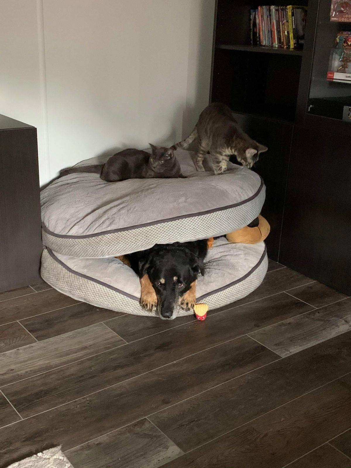 Кажется, пса в этом доме подавляют Кажется, пса в этом доме подавляют