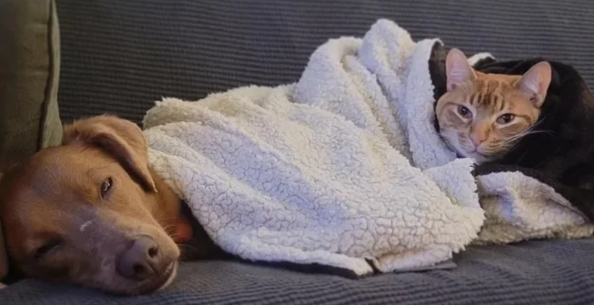 Котопес, он существует! Котопес, он существует!