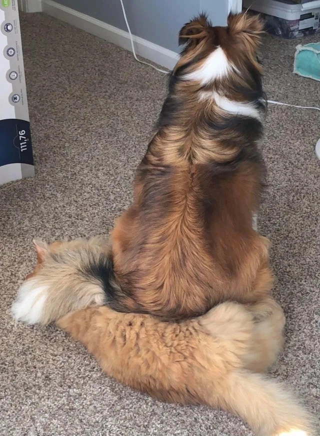 Доминируй, властвуй, унижай Доминируй, властвуй, унижай