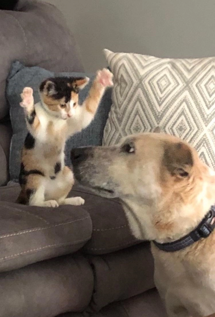 Не просто так котенку дали кличку Годзила Не просто так котенку дали кличку Годзила