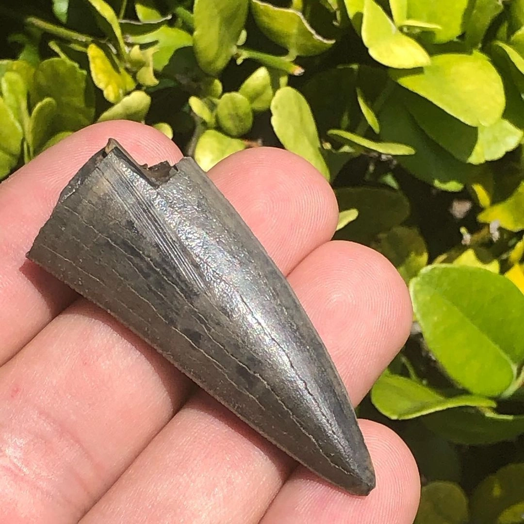 Чуть позже приятели обнаружили в реке часть скелета давно вымершей акулы, а также кончик зуба саблезубого тигра Чуть позже приятели обнаружили в реке часть скелета давно вымершей акулы, а также кончик зуба саблезубого тигра