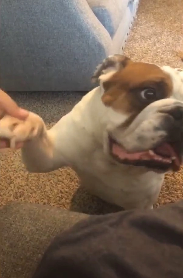 Пес отлично понимает команды, но только на испанском