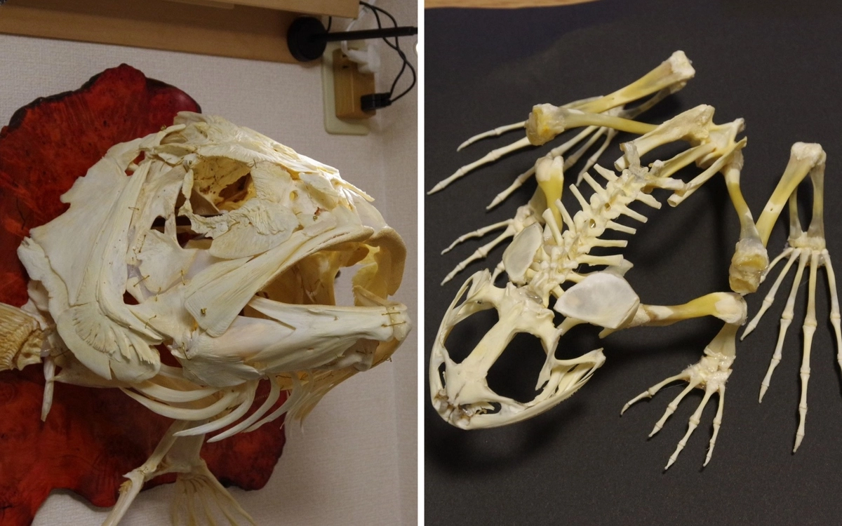 Кроме скелета курицы в коллекции японца есть головы нескольких рыб, скелет лягушки и даже большой птицы