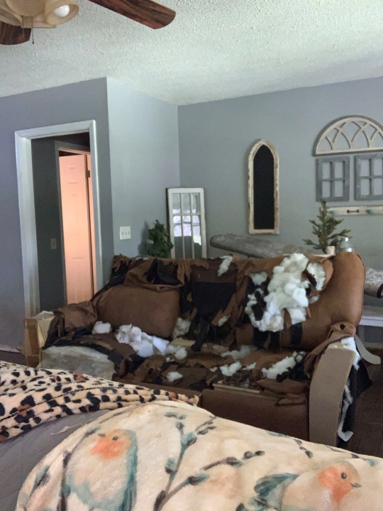 Вот во что превратился новенький диван американки.