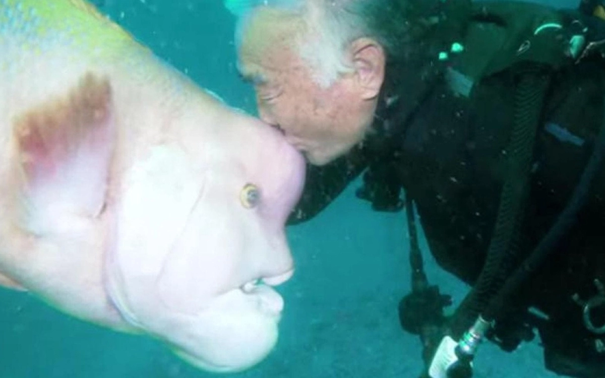 Самка азиатского губана по кличке Йорико впервые встретила аквалангиста, когда он руководил строительством ворот подводного синтоистского храма