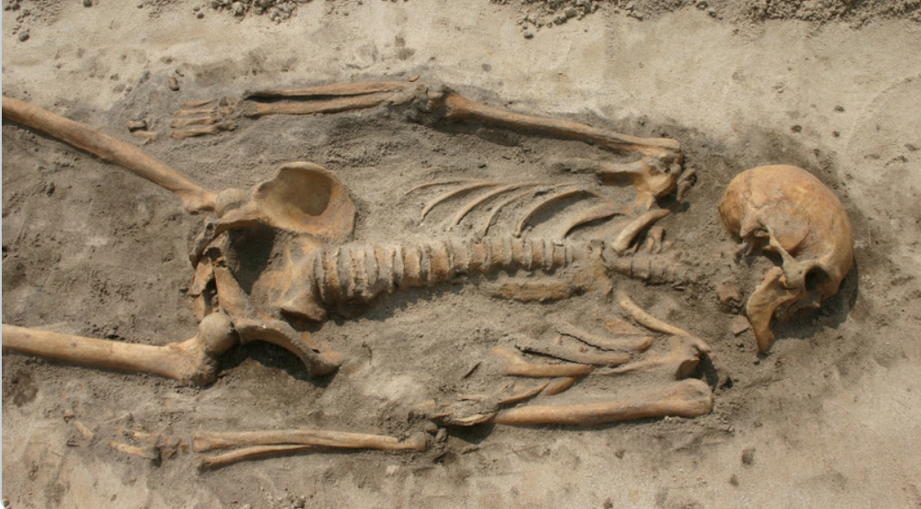 Скелет викинга.