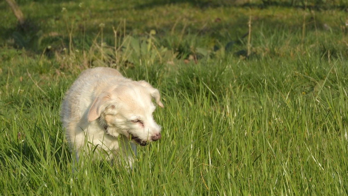 Некоторые эксперты считают, что собаки едят траву, потому что нуждаются в клетчатке