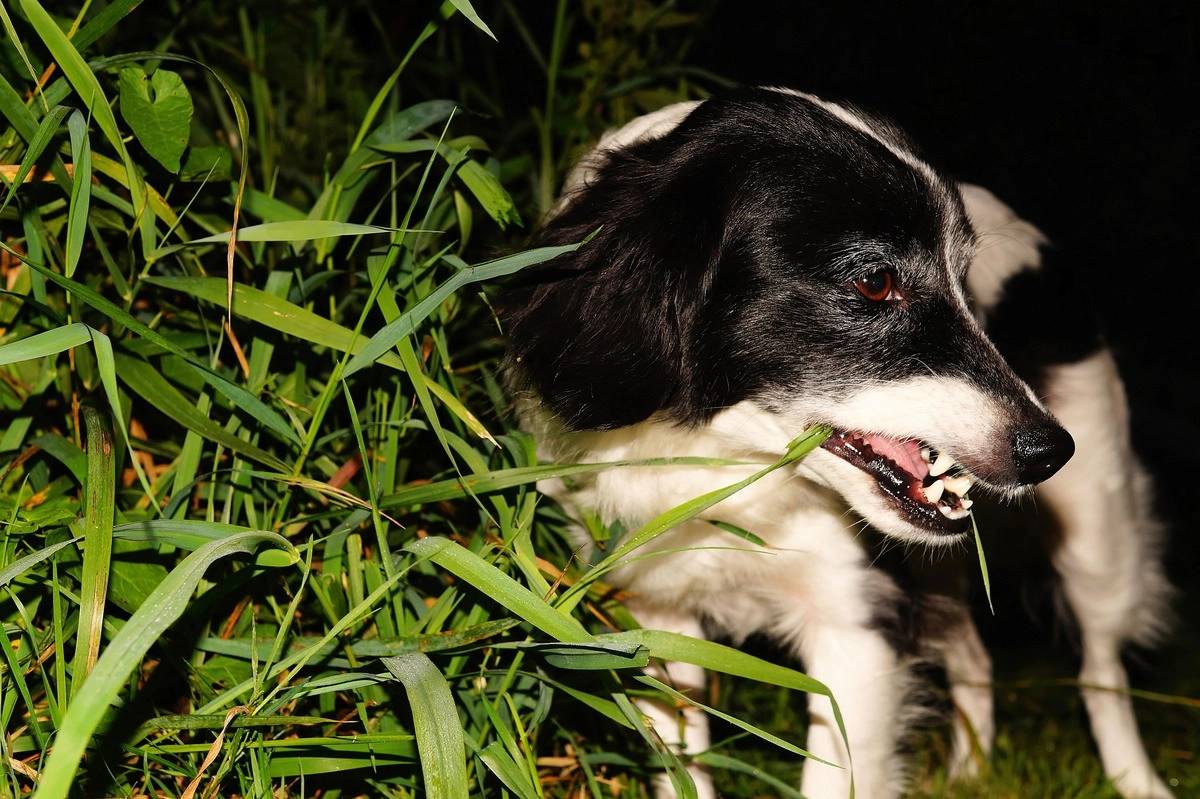 Поедание травы также может быть признаком того, что ваша собака беспокоится