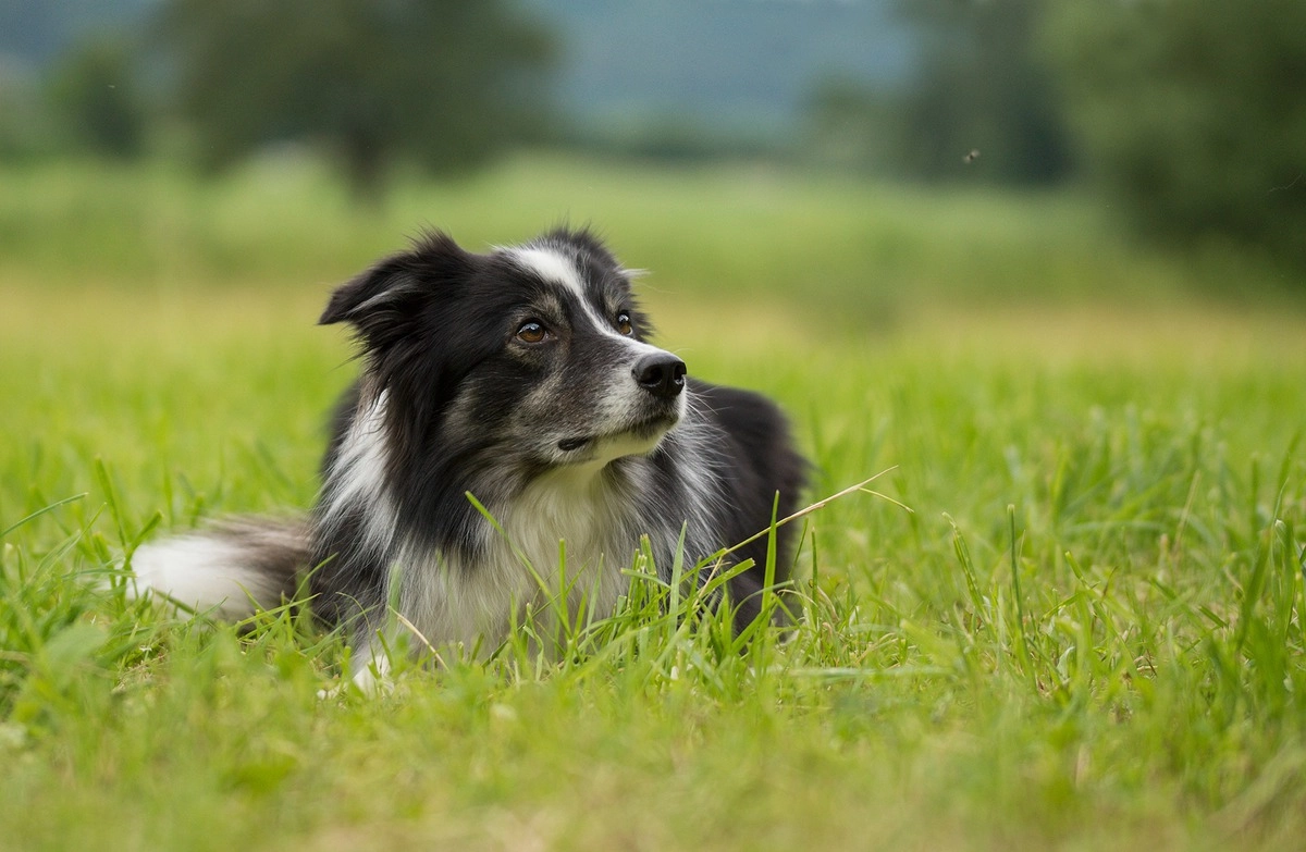 Также, валясь в траве, собаки могут маскировать свой естественный запах