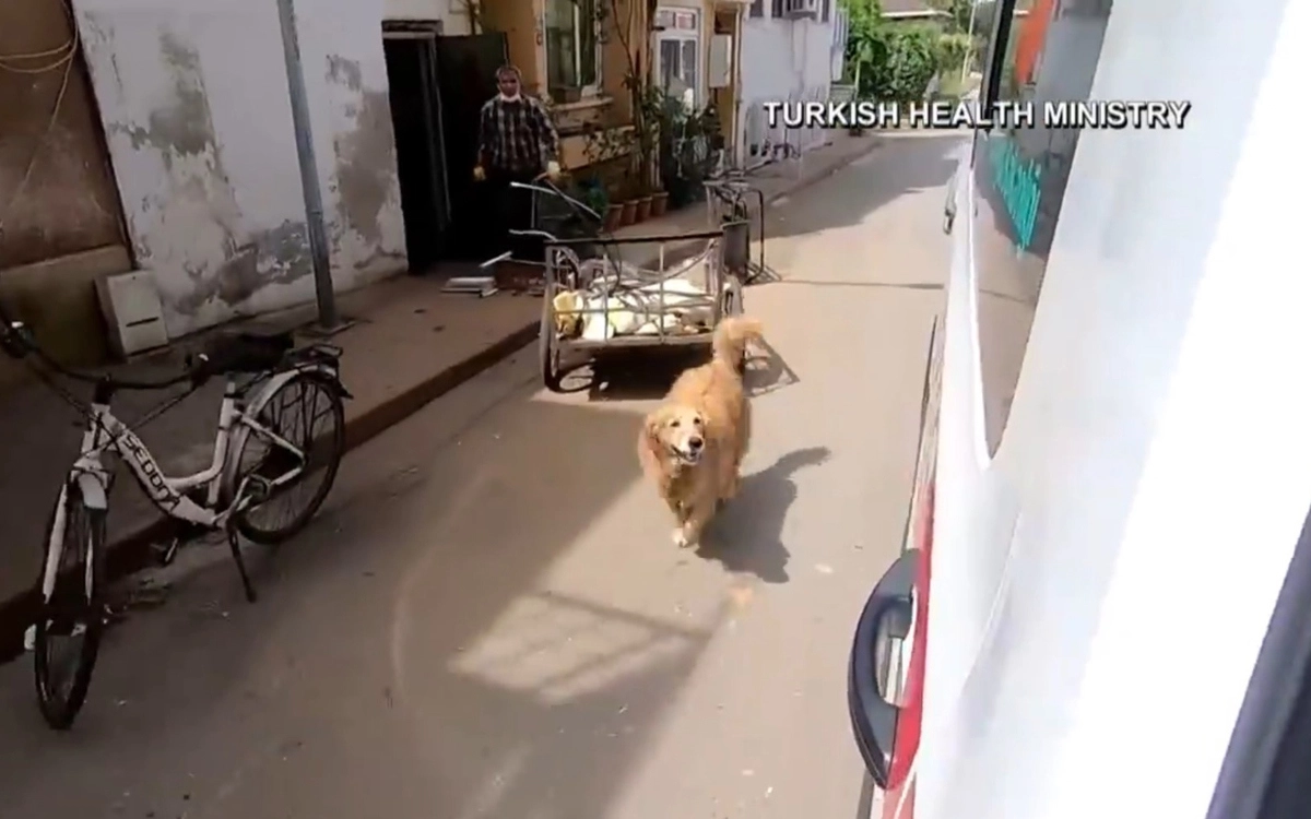Заботливый собакен побежал вслед за машиной и не останавливался, пока не добрался до больницы