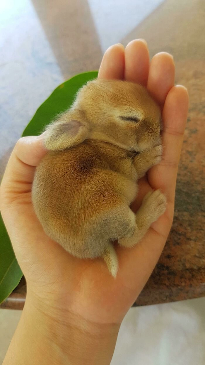 Размеры маленького кролика, который легко умещается в ладошке. 