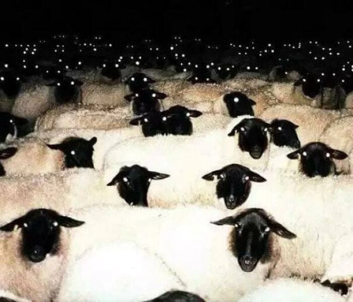 Очаровательные овечки ночью. 