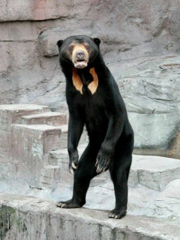 Медведь, который выглядит так, словно это человек в костюме медведя. 