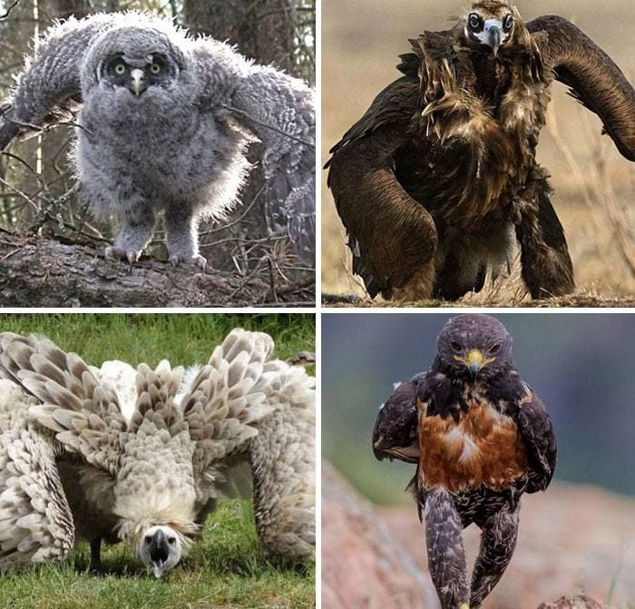 Ничего необычного, просто бегущие птицы. 