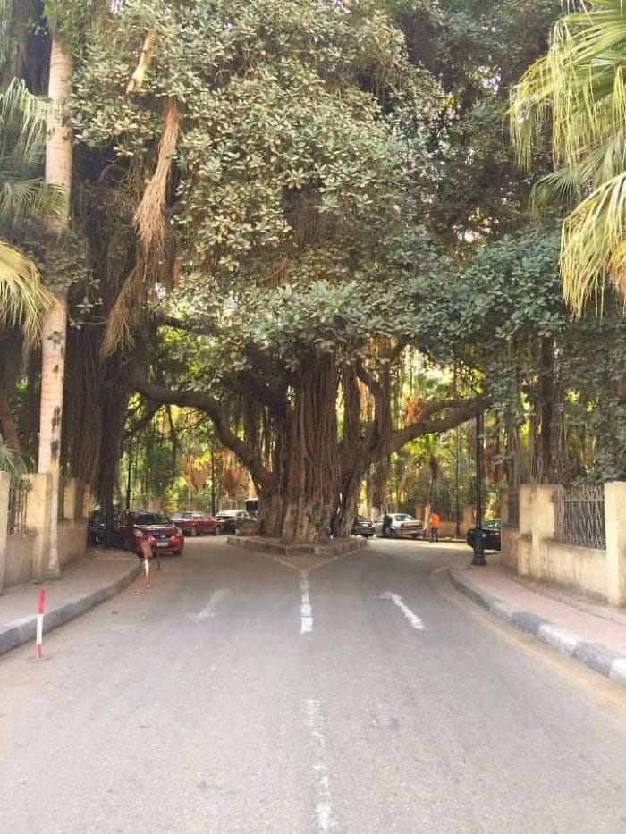 Поразительных размеров дерево из Каира. 