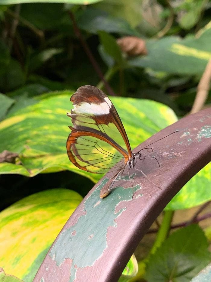 Бабочка с прозрачными крыльями. 