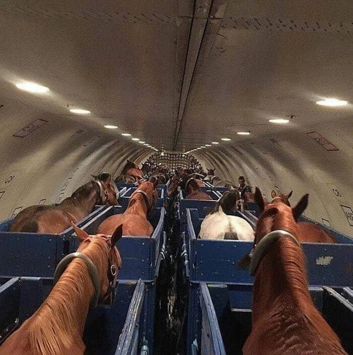 Транспортировка лошадей в самолёте. 