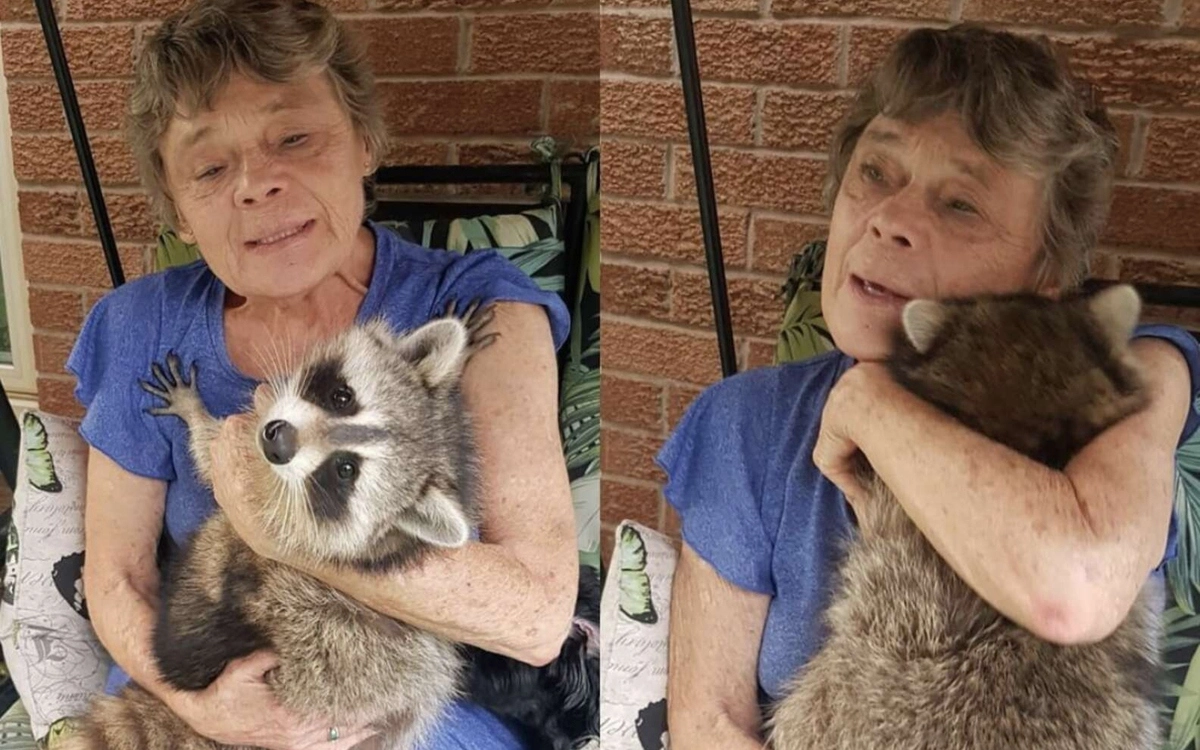 Уже три года енот самостоятельно живет в дикой природе, но каждый день приходит в дом, где он вырос, чтобы обняться с Линдой