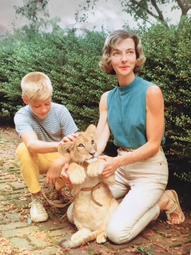 Бабушка работала ветеринаром и несколько лет она вместе с моим папой занималась воспитанием львенка. 