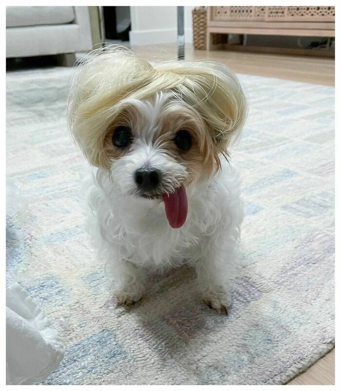 «Ну разве он не милашка?»